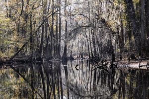 Little Pee Dee River  Looking Glass