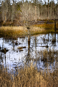 South Carolina Cypress Wetlands