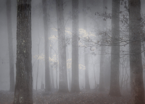 Autumn Forest Fog Tree Sentinels 