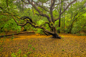 Twisted and Twining Forest Magic