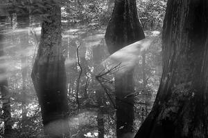 Virginia Beach Mysterious Cypress Swamp