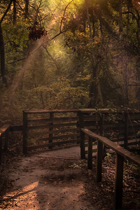 Virginia Cypress Forest Reflections