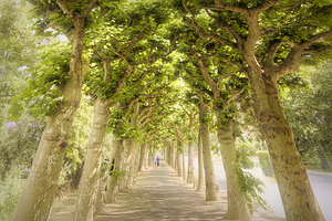 Sycamore Emerald Tunnel Promenade 