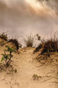Sandy Path Through the Dunes