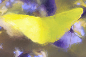 The Yellow Ginkgo Leaf