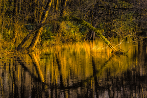 Louisiana Cypress Mirror Reflections