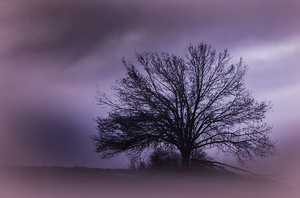  Moonlight  Hilltop Tree Perfection