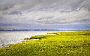 Golden River Marsh Grass