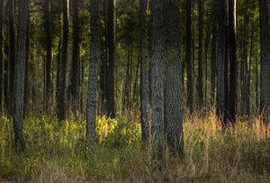 Sunlight Filtering Through Forest Trees
