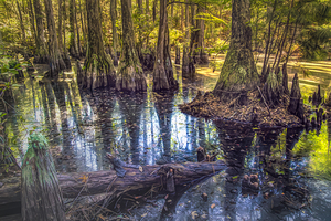 Morning in the Cypress Forest