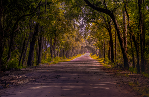 South Carolina Plantation Live Oak Alley