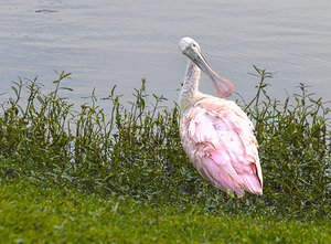 Low Country Pink Roseate Spoonbill