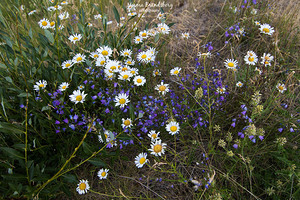 Mountain Daisy Explosions