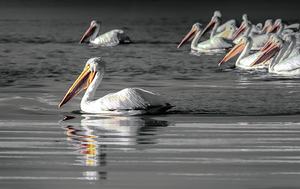Great Blue Heron Flock in Winter