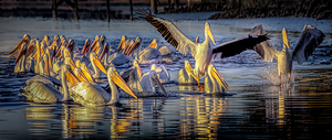 American White Pelican Flock Panorama