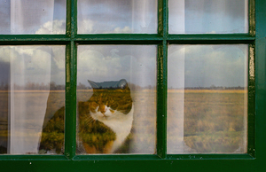 The Windmill Window Cat