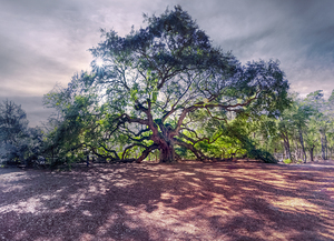Artistic Angel Oak Tree