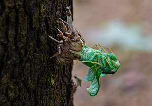 Annual Cicada Molting