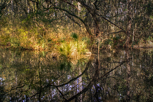 McClellanville Ace Basin Cypress Marsh