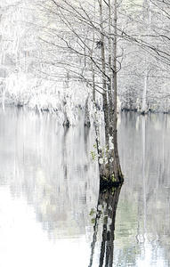 The Bald Cypress Colors of Winter