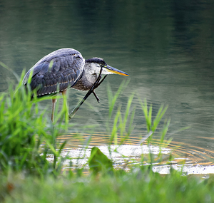 Peaks of Otter Heron Forging
