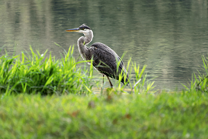 Peaks of Otter Lodge Heron