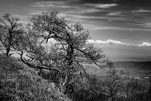 Blue Ridge Tree Hanging by a Thread
