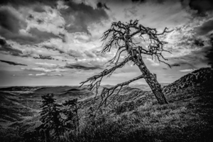 Tilted Tree on the Blue Ridge Parkway