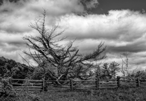 Blue Ridge Parkway Perfect Tree