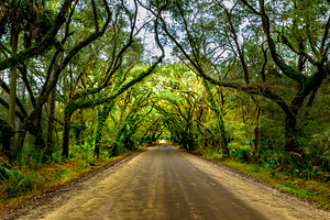 Botany Bay Tree Canopy