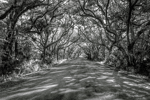 Botany Bay Tree Canopy in Black and White