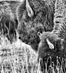 Yellowstone Buffalo in Black and White