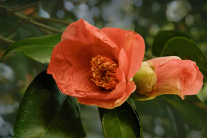 Touch of Color in Winter in Orange Camelia