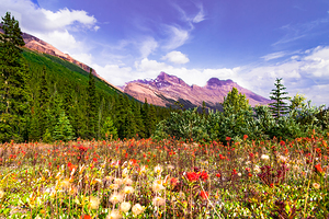 Canadian Rocky Mountain Indian Paintbrush