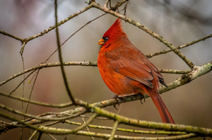 Red Male Cardinal First Sign of Spring