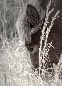 Chincoteague Assateague Wild Ponies