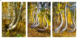 Curved Aspen Tree Triptych