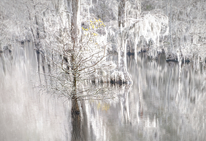 Cypress Grove Winter Wonderland