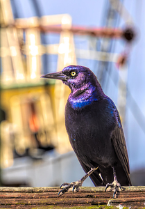 Darien Georgia Crackle 