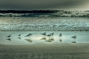 Edisto Beach Seagulls