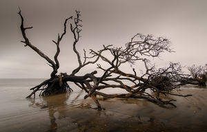 Twining Trees Botany Bay
