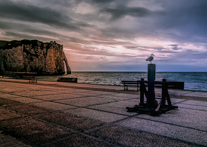 Seagull looking his Normandy Cliffs at Sunset