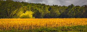 Farm Fields in Spring