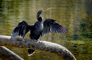 Anhinga Sunning My Wings