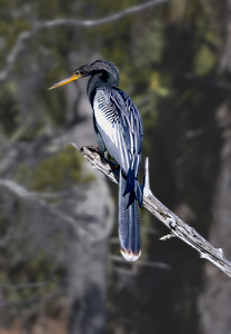 Glossy Anhinga Florida Bird 