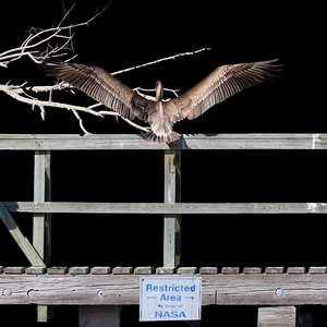 NASA Restricted Area Pelican