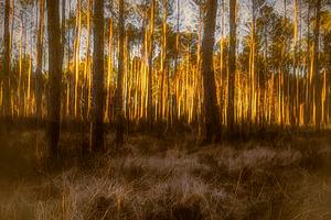 The Forest Glow Fantasy  at Sunset
