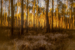 The Forest Glow at Sunset