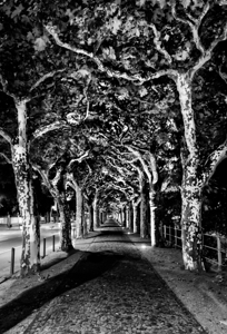 Frankfurt Sycamore Tunnel Black and White