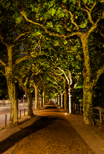 Frankfurt Sycamore Tree Canopy Arch
